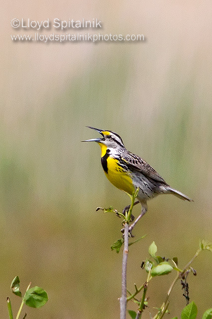 Eastern Meadowlark