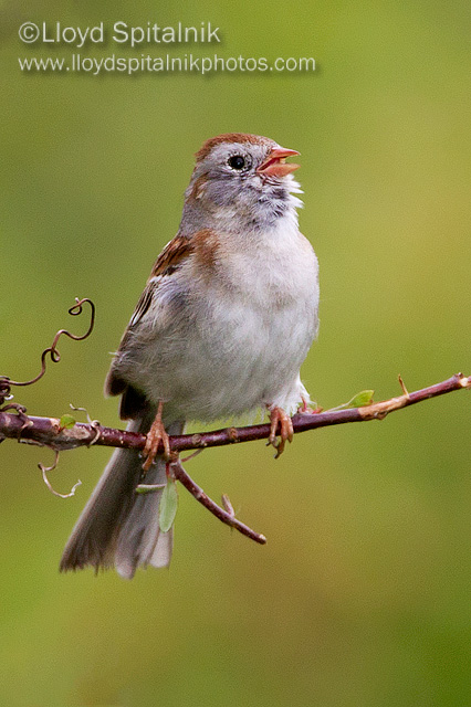 Field Sparrow