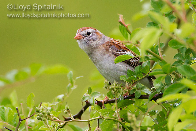Field Sparrow