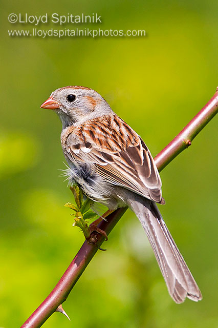 Field Sparrow
