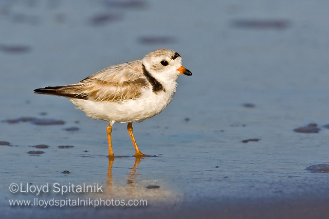 Piping Plover