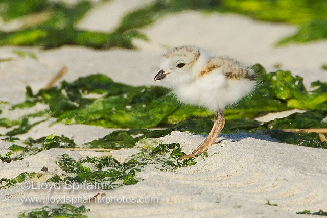 Piping Plover