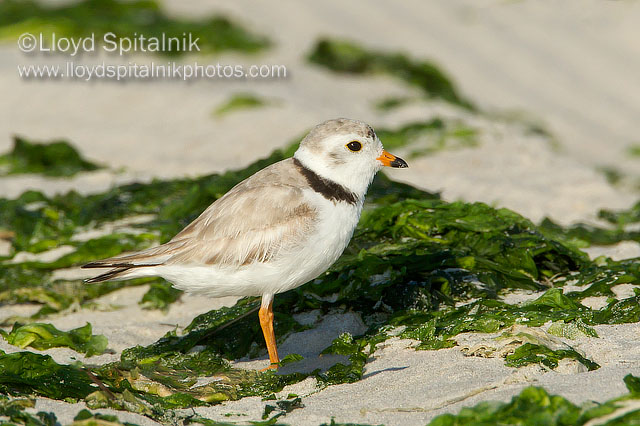Piping Plover