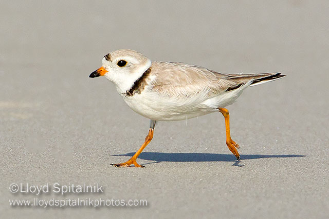 Piping Plover