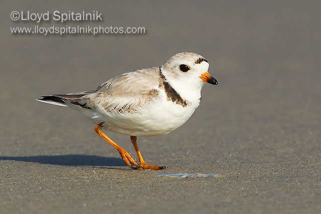 Piping Plover