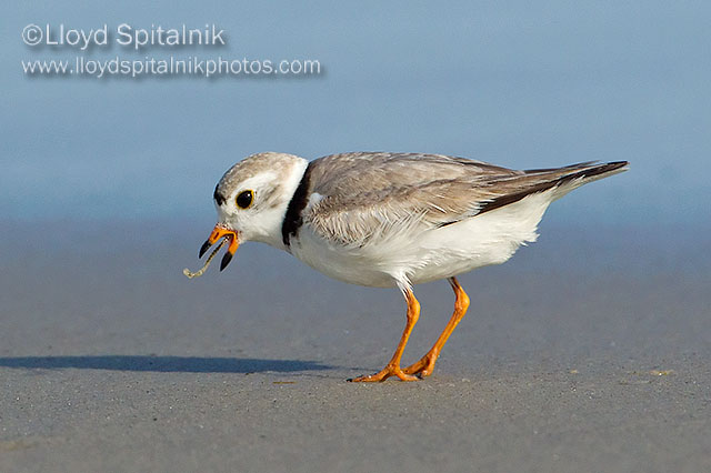 Piping Plover (breeding male)