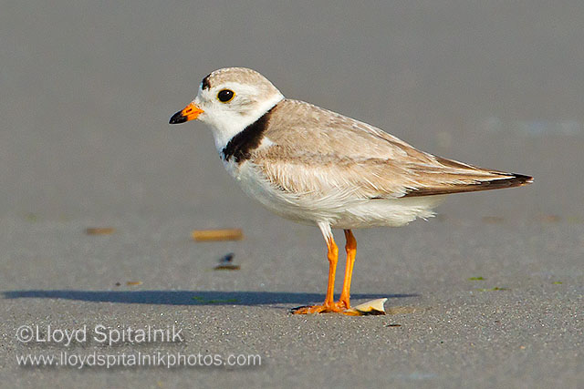 Piping Plover (breeding male)