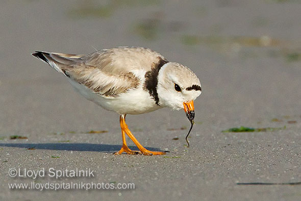 Piping Plover (breeding male)