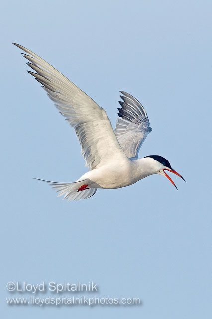 Common Tern