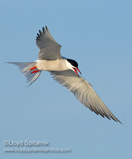 Common Tern