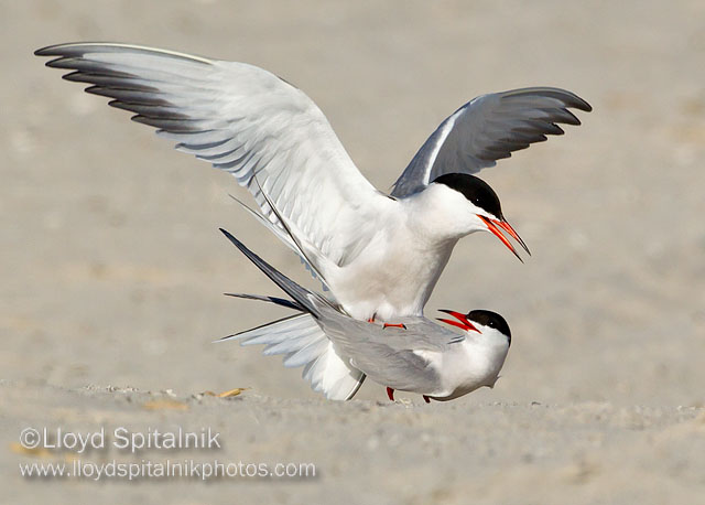 Common Tern