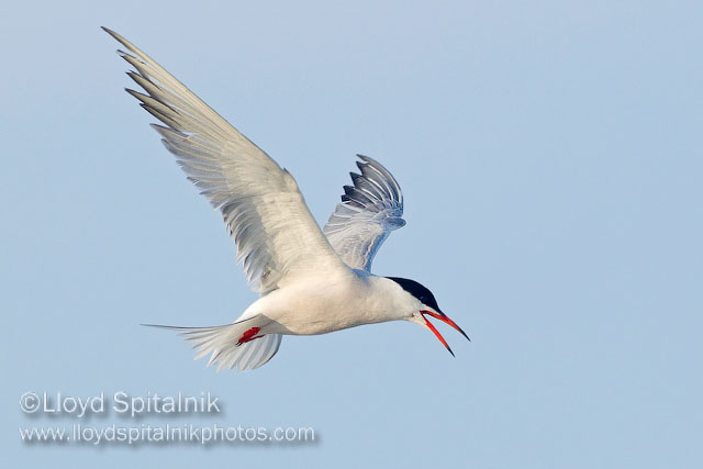 Common Tern