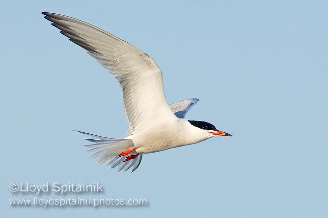 Common Tern