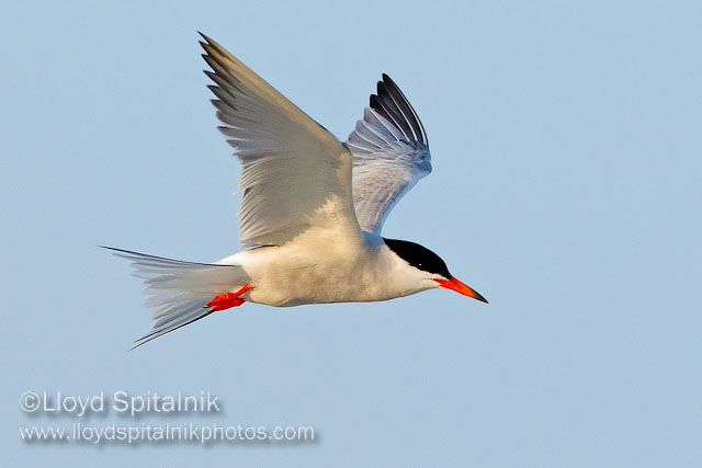 Common Tern
