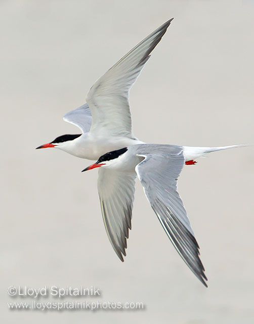 Common Tern