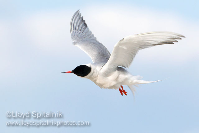 Common Tern