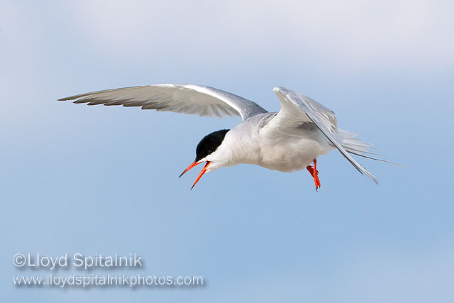 Common Tern