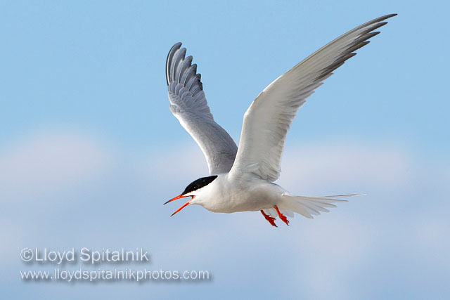 Common Tern