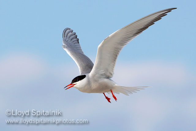 Common Tern