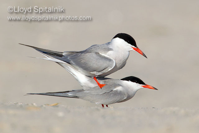 Common Tern