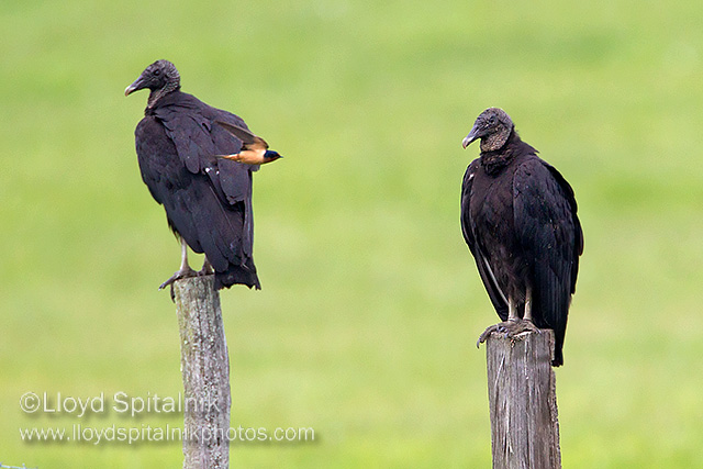 Black Vulture