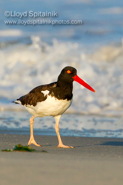 American Oystercatcher