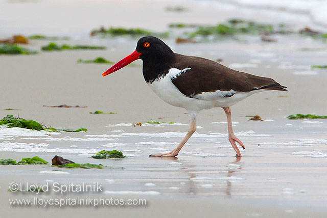 American Oystercatcher