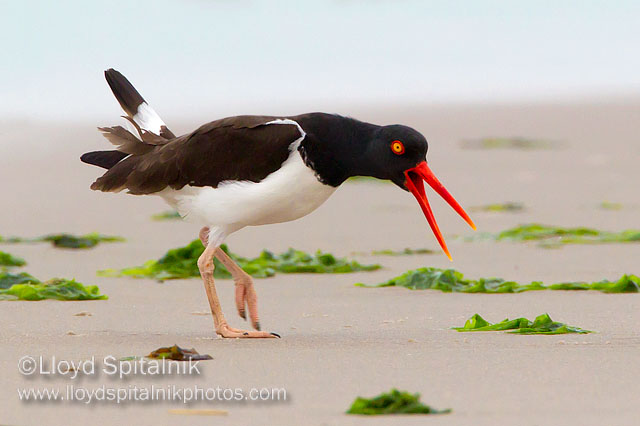 American Oystercatcher