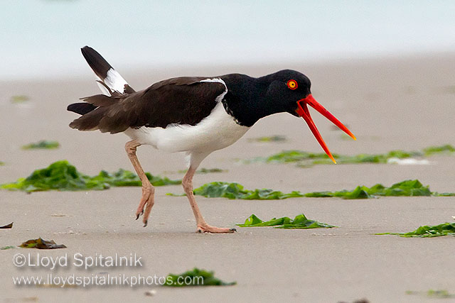 American Oystercatcher