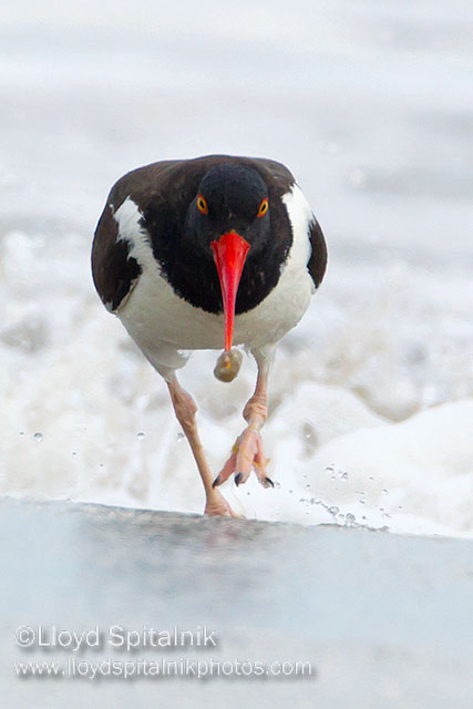 American Oystercatcher