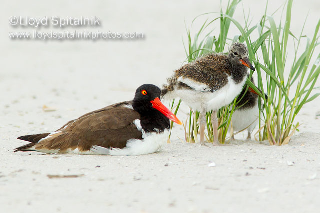 American Oystercatcher
