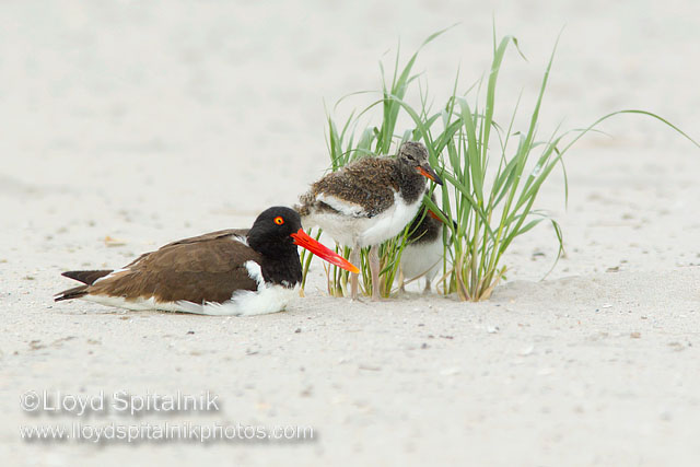 American Oystercatcher