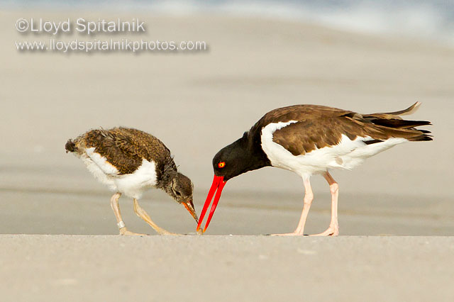 American Oystercatcher