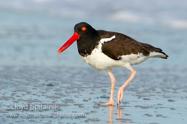 American Oystercatcher