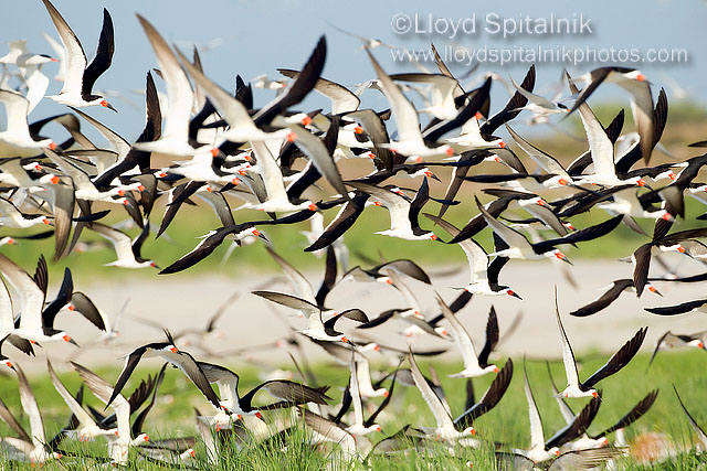 Black Skimmer