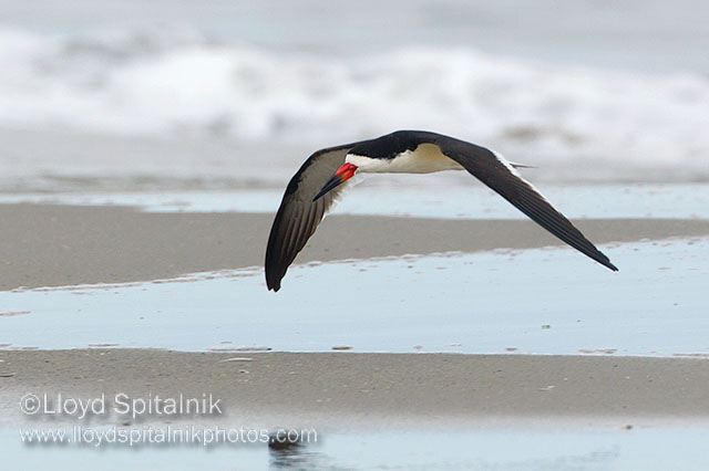 Black Skimmer
