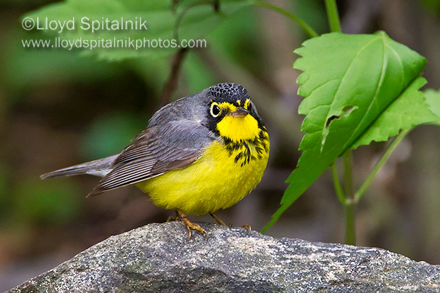 Canada Warbler