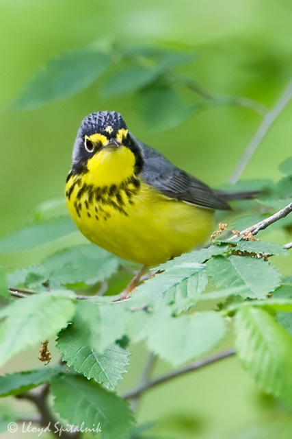 Canada Warbler
