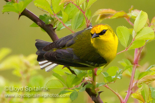 Blue-winged Warbler
