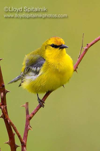 Blue-winged Warbler