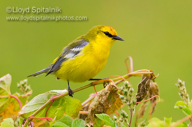 Blue-winged Warbler