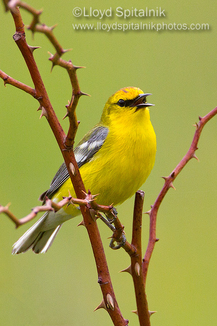 Blue-winged Warbler
