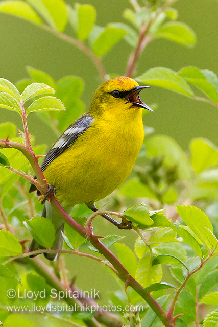 Blue-winged Warbler