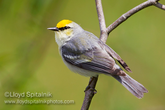 Brewsters Warbler