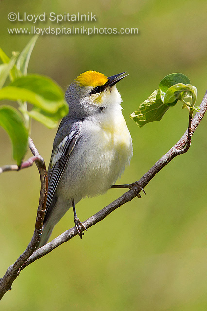 Brewsters Warbler