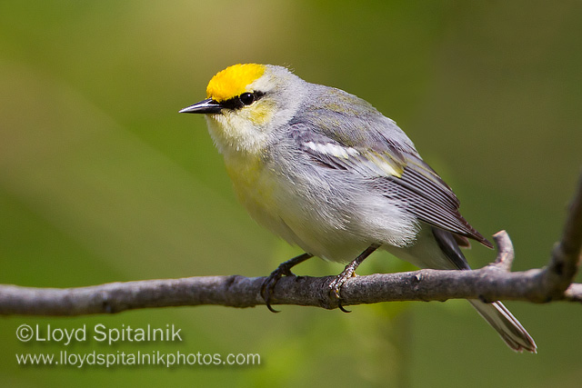 Brewsters Warbler