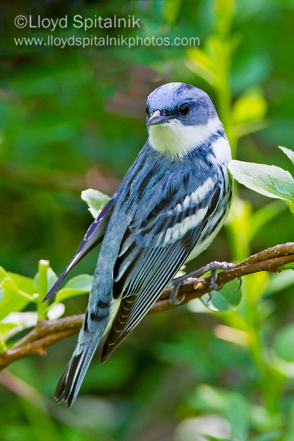 Cerulean Warbler