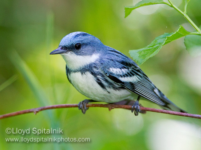 Cerulean Warbler