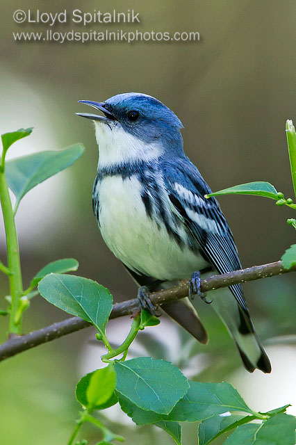 Cerulean Warbler