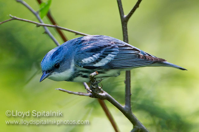 Cerulean Warbler